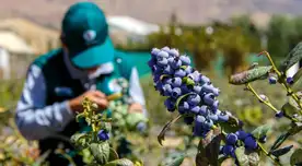 Perú es el mayor exportador de esta fruta buscada en todo el mundo: Estados Unidos envidia su producción y China es uno de sus mejores clientes