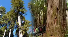 Argentina tiene el árbol más longevo de América con 2600 años: 57 metros de alto, pocos lo conocen y por qué es importante conservarlo