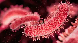 Científicos descubren una superbacteria que podría ayudar a crear nuevas medicinas: "es resistente a 10 antibióticos modernos"