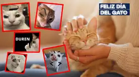 Memes Día del Gato HOY, 20 de febrero: diviértete y ríe con las mejores imágenes que protagonizan los mininos
