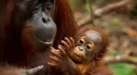 ¿Ser buenos o malos padres se lleva en los genes? Científicos descubren un gen que puede tener la explicación