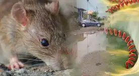 Alerta epidemiológica en Perú por leptospirosis: síntomas de la enfermedad infecciosa que va en aumento