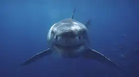 Alerta ecológica: tiburones dan positivo a cocaína y científicos alertan contaminación marina