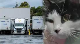 ¿Cómo llegó ahí? La increíble historia del gato que cruzó Canadá escondido en un envío de Walmart