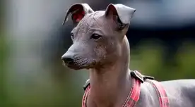Día del Perro Peruano Sin Pelo: por qué se conmemora cada 12 de junio y la historia de la raza canina más emblemática del país Día del Perro Peruano Sin Pelo: por qué se conmemora cada 12 de junio y la historia de la raza canina más emblemática del país