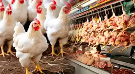 ALERTA por influenza aviar en el Perú: ¿se puede consumir pollo y huevos ante emergencia sanitaria?