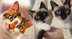 ¡Feliz Día del Gato! Las mejores frases para celebrar esta fecha especial hoy, 8 de agosto