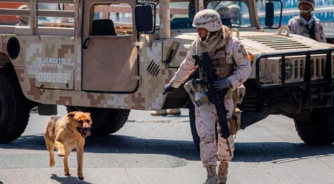 'Narco Perro' siguiendo órdenes del Ejército Mexicano. Foto: Omar Martínez   