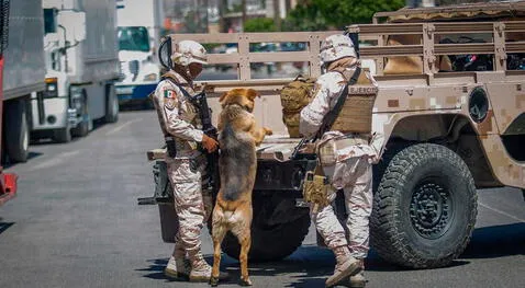 'Narco Perro' realizando su nueva labor. Foto: Omar Martínez   
