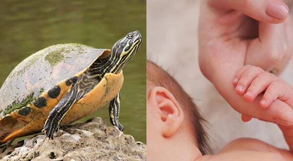 Bebé fallece tras ingerir sangre de tortuga para evitar el coronavirus