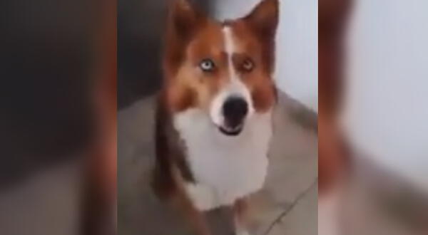 Regan fenómeno temblor La reacción de un perro cuando le piden ladrar más despacito [VIDEO]