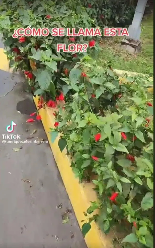 El nombre científico de esta planta es <strong>Malvaviscus penduliflorus</strong> | Foto: TikTok   