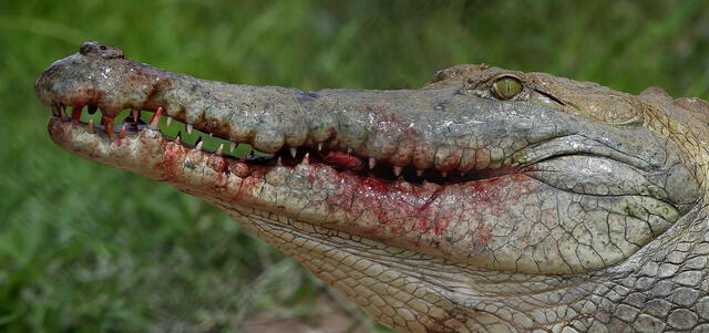 Ataque de caimán en Florida Ataque de caimán en Florida