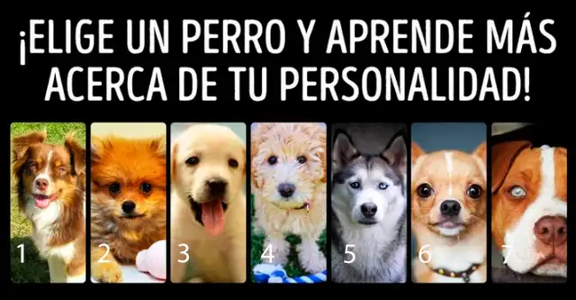 Test de personalidad: elige un perro / Foto: Genial.guru Test de personalidad: elige un perro / Foto: Genial.guru