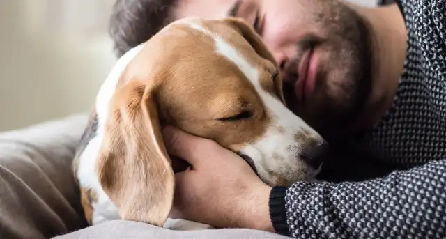 Sobre perros