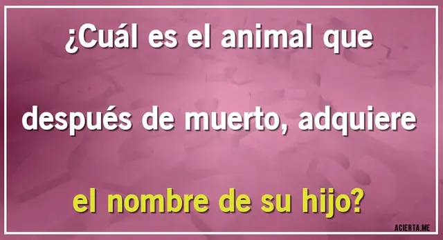 acertijo visual acertijo visual