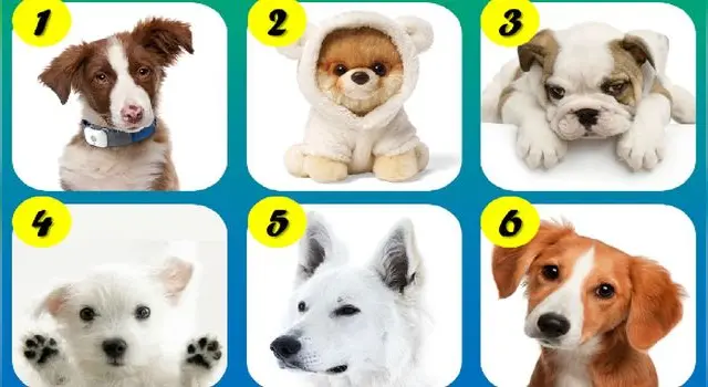 Test de personalidad test viral