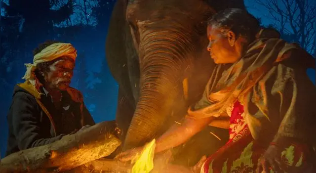 The elephant whisperers