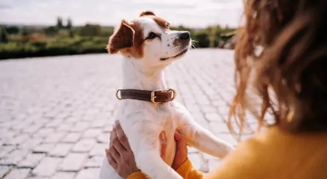 Día del perro