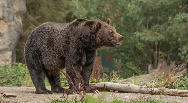 Oso negro.