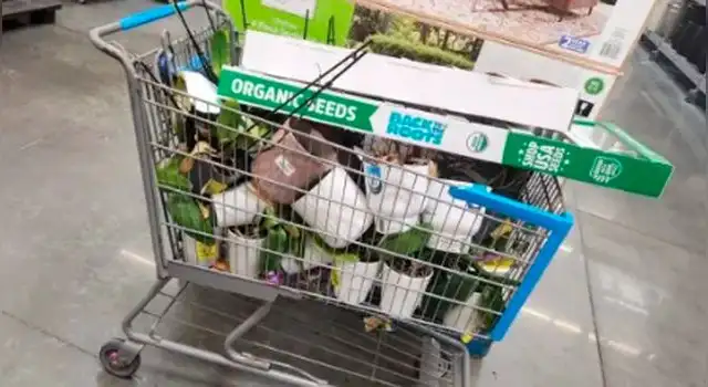 Walmart. Walmart.
