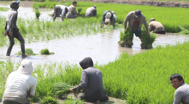 Bono Wanuchay: consulta con DNI si eres beneficiario.   