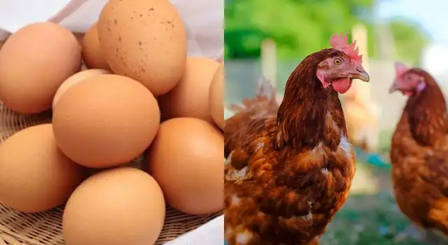 Huevo o gallina