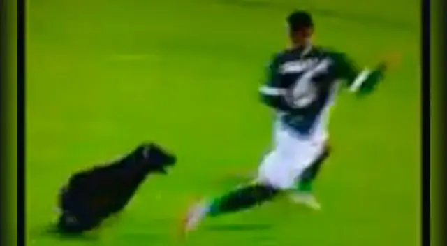Un perro corretea a Juninho del Goiás. Un perro corretea a Juninho del Goiás.