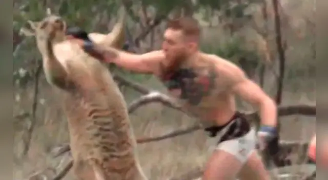 Conor McGregor noquea al canguro más famoso del mundo. Conor McGregor noquea al canguro más famoso del mundo.