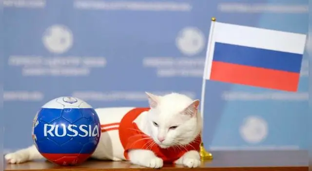 Rusia 2018: Gato Aquiles predice a Bélgica como finalista para el torneo mundial FIFA. Rusia 2018: Gato Aquiles predice a Bélgica como finalista para el torneo mundial FIFA.