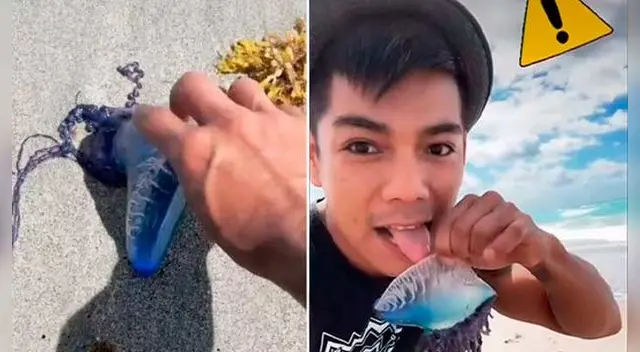 Influencer de TikTok lame una medusa venenosa Video Influencer de TikTok lame una medusa venenosa Video