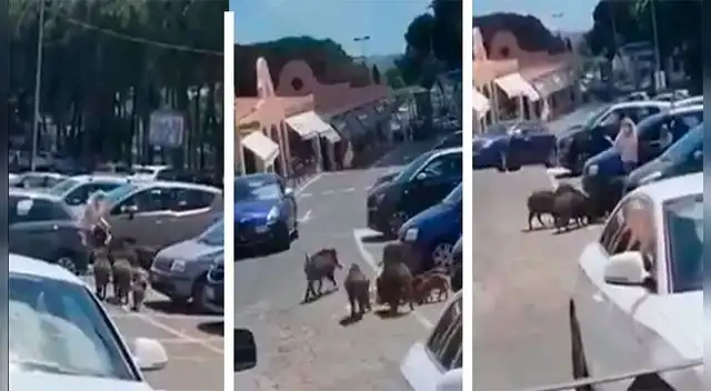Jabalíes asaltan a una mujer en su salida de un supermercado