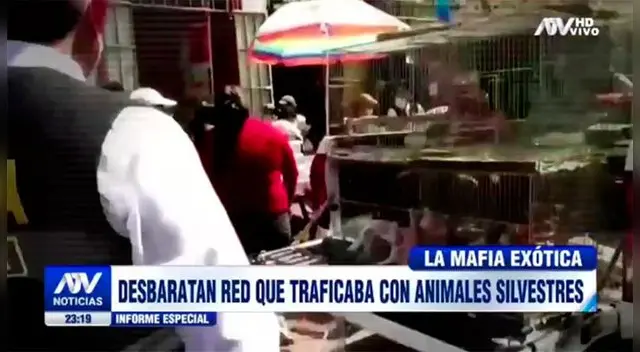 Venta de animales silvestres en Cercado de Lima Venta de animales silvestres en Cercado de Lima