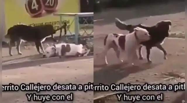 Viral: Perrito callejo ayuda a pitbull y huyen juntos.