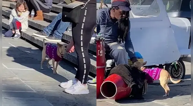 Perro se vuelve tendencia por ayudar a su dueño músico. Perro se vuelve tendencia por ayudar a su dueño músico.