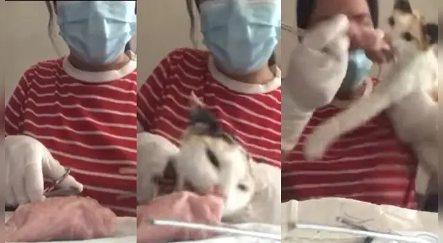 Viral: gatito sorprendió a su dueña con curiosa travesura
