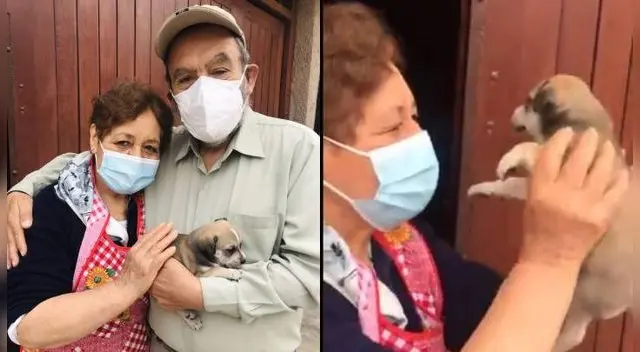 Pareja conmueve a usuarios en redes por su emoción al adoptar a una cachorrita.