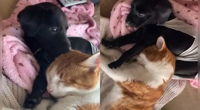 Los animalitos demuestran que son muy amigos Los animalitos demuestran que son muy amigos