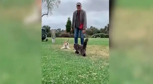 Tiktoker pasea a su gato por un parque - Viral Tiktoker pasea a su gato por un parque - Viral