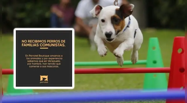 Hotel canino es duramente criticado por 'perruqueo'
