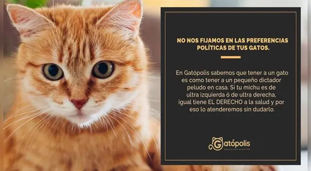 Veterinaria se mostró en contra de la discriminación de mascotas