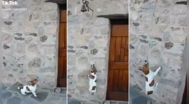 Perro se vuelve viral por su peculiar forma de tocar el timbre Perro se vuelve viral por su peculiar forma de tocar el timbre
