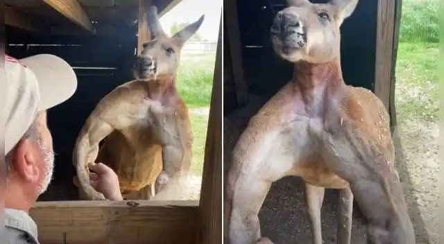 Canguro luce impresionante musculatura y se vuelve viral en TikTok.