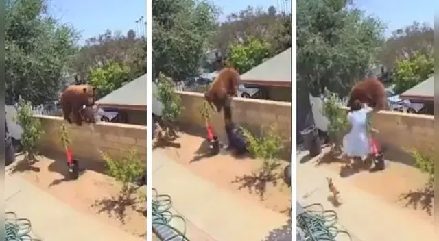 Mujer pelea con un oso para que no le haga daño a sus perros. Mujer pelea con un oso para que no le haga daño a sus perros.