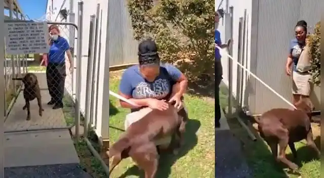 Mujer encontró a su mascota tras dos años de estar desaparecido.