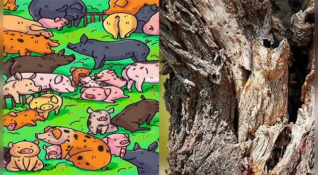 Encuentra los animales ocultos. Encuentra los animales ocultos.