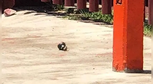 Lanzan granada a casilla de Naucalpan, Estado de México