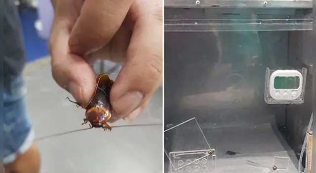 Tailandia: Hombre llevó una cucaracha herida a una veterinaria Tailandia: Hombre llevó una cucaracha herida a una veterinaria