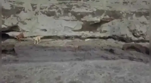 Captan vivos a perritos que cayeron a socavón