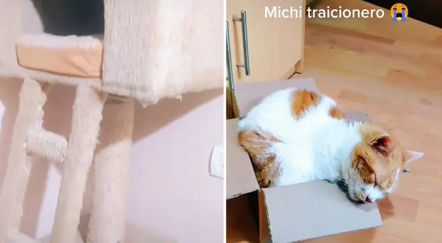 Mujer gastó todos sus ahorros en comprarle casa a su gato y este prefiere dormir en una caja Mujer gastó todos sus ahorros en comprarle casa a su gato y este prefiere dormir en una caja